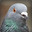 Group Avatar