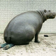 Vizilovak császára (HUN)