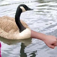 Goose