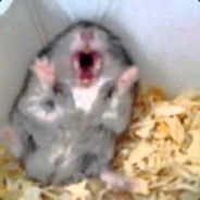 Wkurwiony Chomik