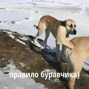 буравчик