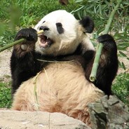 Iam Just Fat Panda