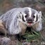 Badger
