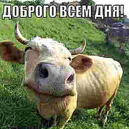 коляно бандито