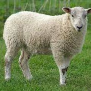 Polymorph