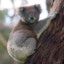 KnockKoala