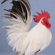 Ayam.kt