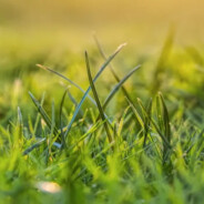 Grass