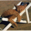 sunbathing_cat