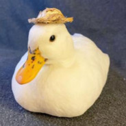 YourLocalDuck