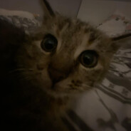 fefek