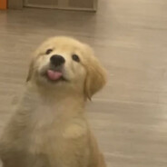 gummybear