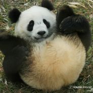 Pandabooty