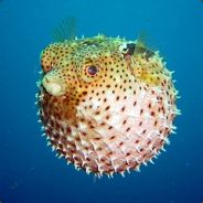 FISH - steam id 76561197965580229