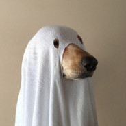 GhostDogDK