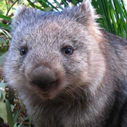 Top_Wombat