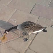 Chef Goose