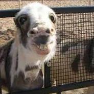 Captain Flugnudel's Avatar