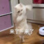 鲨士比亚