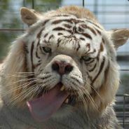 Downztiger