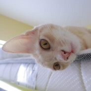 VᴀʟPʀᴏ༄ ᵃʳᵍ ♱