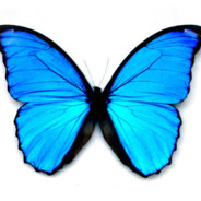 SYPSER