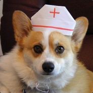 CorgiDoctor