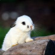 Lapin - steam id 76561197961469768