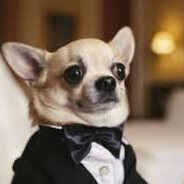 MR_Chihuahua77