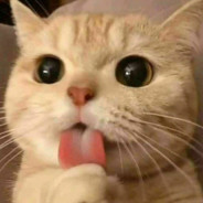 meowmeow