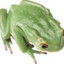 Sploinky the Frog