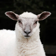 A Drowsy Sheep's Avatar