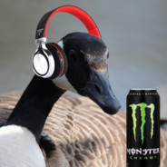 TheGamingGoose avatar