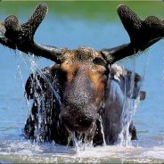 Wet Moose