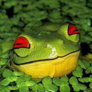 Froggo