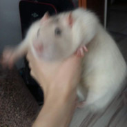 Ratking