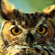 Samipou le hibou's Avatar