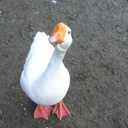Гусь