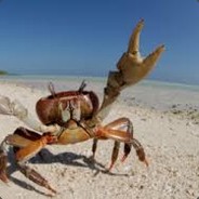 Crazy_Crab