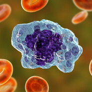 Phagocytic Cell