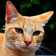 StefTheManfrix