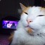 CatSenpai