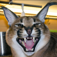 kgoral