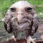 medium sized bird