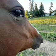 legCar (new saddle)