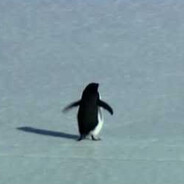 That Penguine