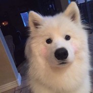 Misztsz
