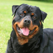 ✪ Rottweiler ✪