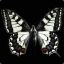 Night butterfly Elvira