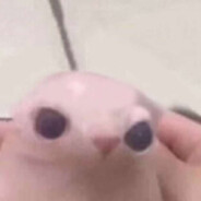 Bingus